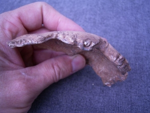 Homo Neanderthalensis Sarstedt II