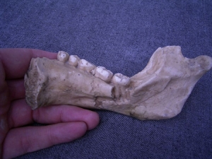 (5) Unterkieferfragment mit fünf Zähnen Arago XIII