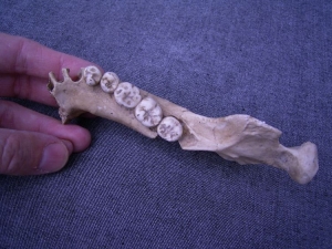 (5) Unterkieferfragment mit fünf Zähnen Arago XIII