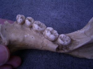 (5) Lower jaw fragment with five teeth Arago XIII