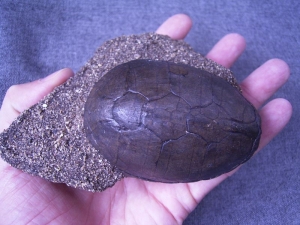 Schildkrötenpanzer aus dem Pleistozän
