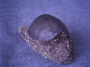 Turtle shell, pleistocene age