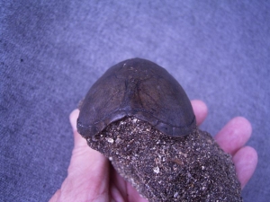 Turtle shell, pleistocene age