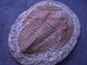 Trilobit Cambropallas telesto