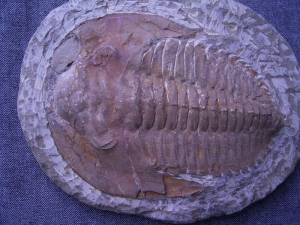 Trilobit Cambropallas telesto