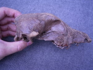 Dog skull #2