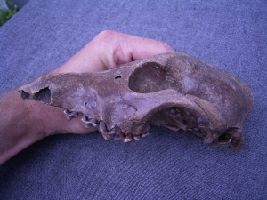 Dog skull #2