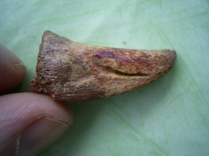 Carcharodontosaurus claw