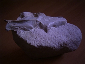 Leptauchenia skull