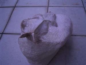 Leptauchenia skull