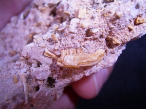 Miozäner Höhlenboden mit Nager- und Fledermausknochen