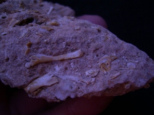 Miozäner Höhlenboden mit Nager- und Fledermausknochen