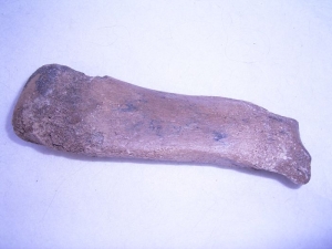 Rhinoceros foot bone