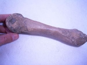 Nashorn Fußknochen