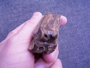 Horse tooth #3