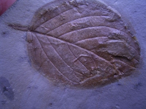Leaf of Morus montanensis