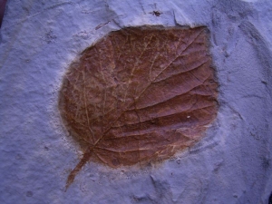 Davidia antiqua leafe