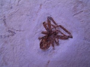 Spinne Araneae