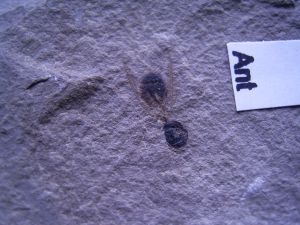 Geflügelte Ameise aus dem Eozän
