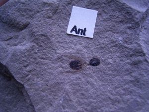 Geflügelte Ameise aus dem Eozän