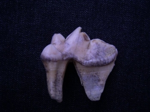 Cave-Hyena tooth from Ukraina
