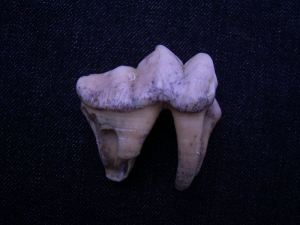 Höhlen-Hyänen Zahn aus der Ukraine