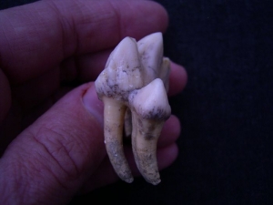Höhlen-Hyänen Zahn aus der Ukraine