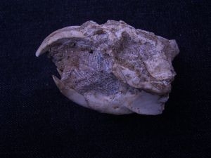 Rodent skull miocene age