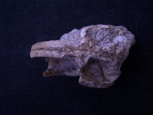 Nager Schädel aus dem Miozän