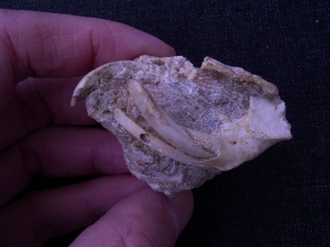 Nager Schädel aus dem Miozän