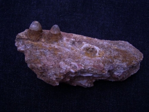 Trematochampsa taqueti Jaw