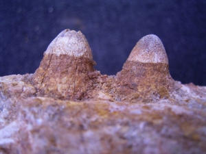 Trematochampsa taqueti Jaw