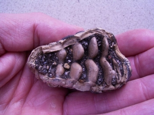 Baby tooth of Elephas antiquus