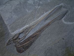 Saurorhynchus Schädel aus Holzmaden