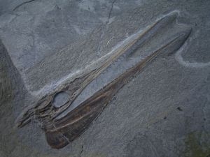 Saurorhynchus skull Holzmaden