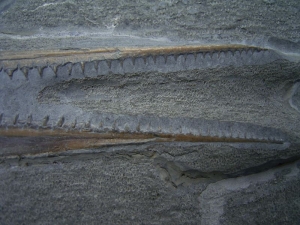 Saurorhynchus Schädel aus Holzmaden