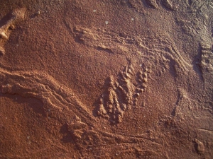 Triassic Arthropod tracks #2