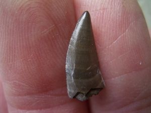 Theropod tooth from France