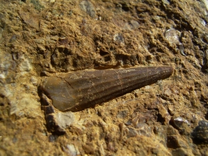 Tanystropheus tooth