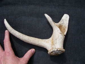 Carved antler from the Neolithic period