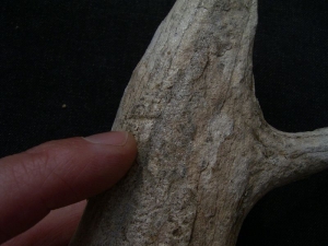 Carved antler from the Neolithic period