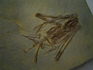 Fledermaus Palaechiropterix tupaiodon #2